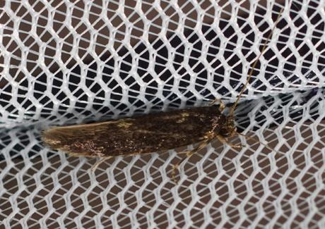 Réf. 273 634 : Opogona omoscopa